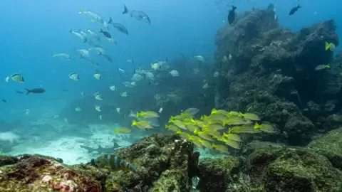 Historic Oceans Agreement Crosses Vital Threshold to Enter into Force